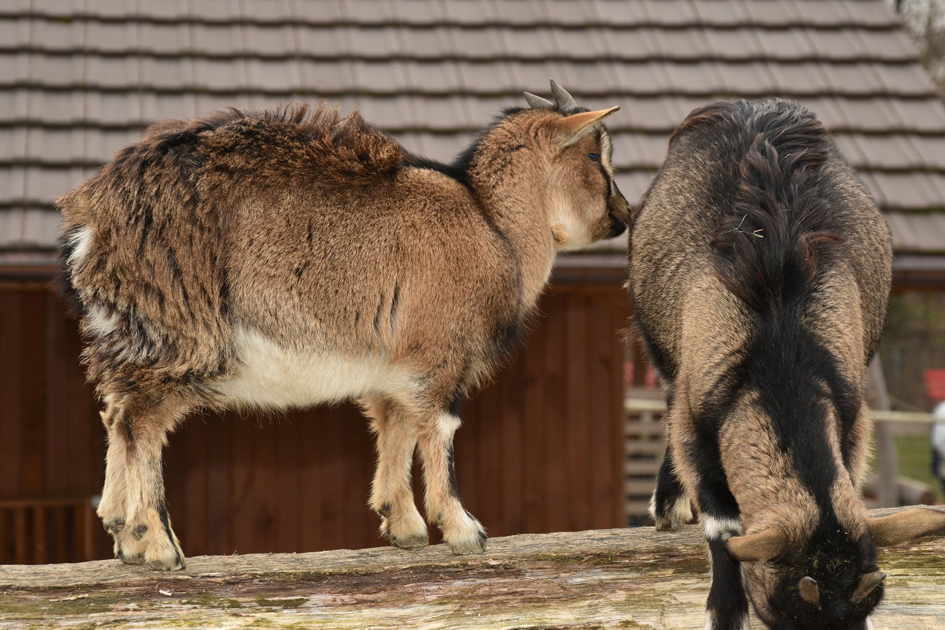 Nikon D5600, unbearbeitetes JPG-Foto, 1/125 Sek, f/5.3, ISO 200.